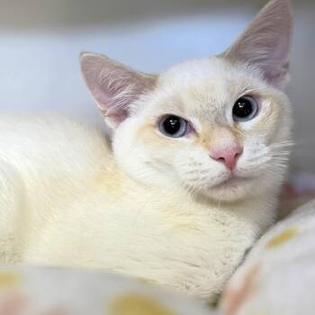 Ranger -  Siamese and Domestic Short Hair Cat for Adoption in Michigan City, Indiana - Ranger | PetCurious