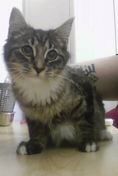 Domestic Short Hair Cats Available for Adoption - Fatima | PetCurious