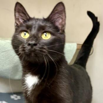 Rescue Domestic Short Hair Cats for Adoption in Charles City, Iowa - Pepper | PetCurious