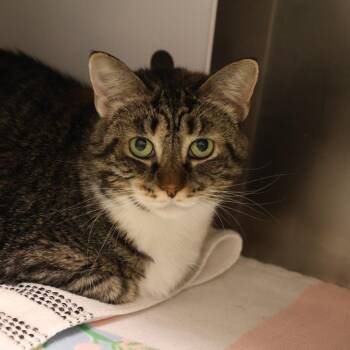 Domestic Short Hair Cats Available for Adoption in Briarcliff Manor, New York - Bramble | PetCurious