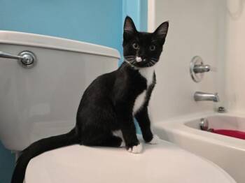 Tucks -  Domestic Short Hair Cat for Adoption in Vancouver, Washington - Tucks | PetCurious