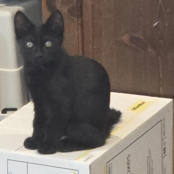 Anchor -  Domestic Short Hair Cat for Adoption in Lincoln, California - Anchor | PetCurious
