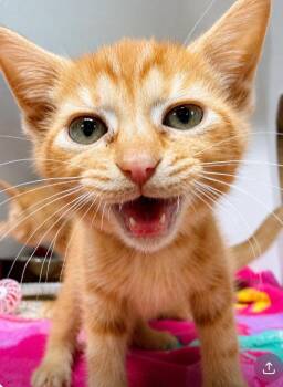 Layne -  Domestic Short Hair Cat for Adoption in Huntington, Indiana - Layne | PetCurious