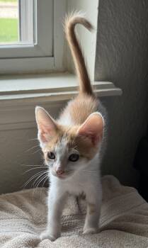 Helios -  Domestic Short Hair Cat for Adoption in Noble, Oklahoma - Helios | PetCurious