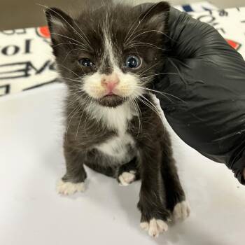 Camry -  Domestic Short Hair Cat for Adoption in Las Cruces, New Mexico - Camry | PetCurious
