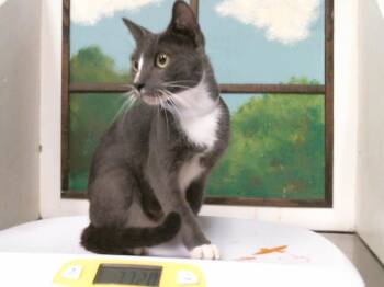 BETANY -  Domestic Short Hair Cat for Adoption in Houston, Texas - BETANY | PetCurious