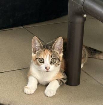 Helena -  Domestic Short Hair Cat for Adoption in Aibonito, Aibonito - Helena | PetCurious