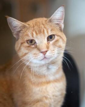 Mallard -  Domestic Short Hair Cat for Adoption in Pequot Lakes, Minnesota - Mallard | PetCurious