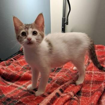 Rumi -  Domestic Short Hair Cat for Adoption in Grove City, Ohio - Rumi | PetCurious