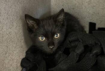 Rescue Domestic Short Hair Cats for Adoption in Palo Alto, California - PJ | PetCurious