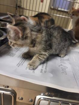 Rescue Tabby Cats for Adoption in Nacogdoches, Texas - Dino | PetCurious