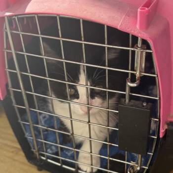 Clancy -  Domestic Short Hair Cat for Adoption in Blairsville, Georgia - Clancy | PetCurious