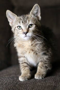 Rescue Tabby and Domestic Short Hair Cats for Adoption in Skyline, Minnesota - Mid | PetCurious
