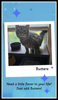 Rescue Domestic Medium Hair Cats for Adoption in Snow Camp, North Carolina - Warning: Butters May Cause Sudden Snuggling!! | PetCurious