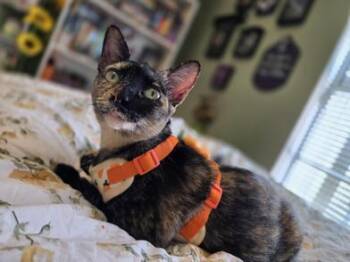 Rescue Tortoiseshell and Domestic Short Hair Cats for Adoption in Liverpool, Texas - Hestia | PetCurious