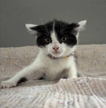 Domestic Short Hair Cats Available for Adoption in Dickson, Tennessee - Swiss | PetCurious