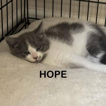 Hope -  Domestic Short Hair Cat for Adoption in Columbia, South Carolina - Hope | PetCurious