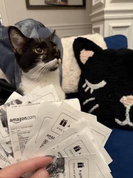 Rescue Domestic Short Hair Cats for Adoption in Murfreesboro, Tennessee - Clarinet | PetCurious