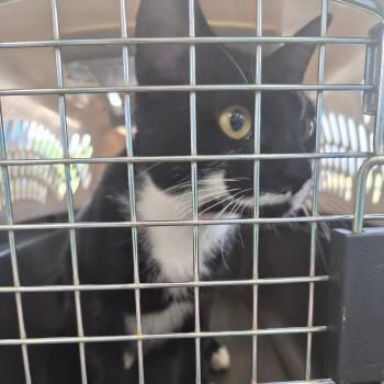 Shadow -  Domestic Short Hair Cat for Adoption in Montgomery, Alabama - Shadow | PetCurious