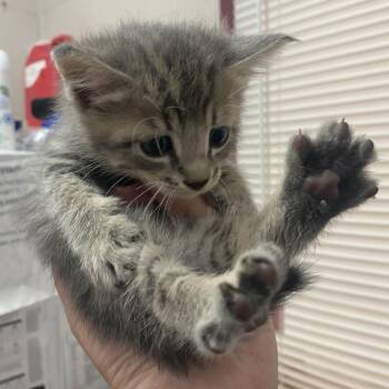 Domestic Short Hair Cats Available for Adoption in Ardmore, Oklahoma - Bitty | PetCurious