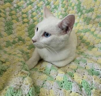 Valentino -  Domestic Short Hair Cat for Adoption in Wheaton, Illinois - Valentino | PetCurious