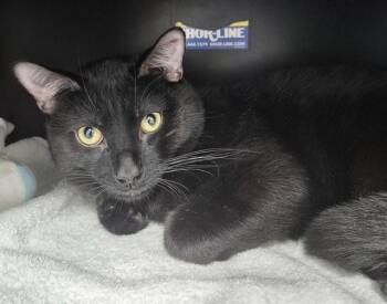 Domestic Short Hair Cats Available for Adoption in Vaughan, Ontario - ORANGE | PetCurious