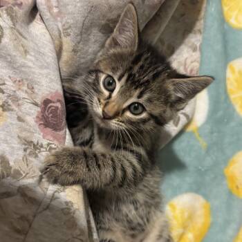 Mabel -  Domestic Short Hair Cat for Adoption in Medford, Oregon - Mabel | PetCurious