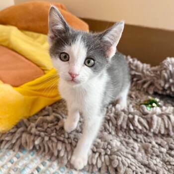 Domestic Short Hair Cats Available for Adoption - Billie Joe | PetCurious