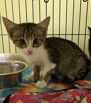 Rescue Domestic Short Hair Cats for Adoption in Dickson, Tennessee - Cricket | PetCurious