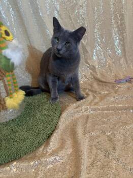 Rescue Domestic Short Hair Cats for Adoption in Chandler, Arizona - Helena Ravenclaw | PetCurious