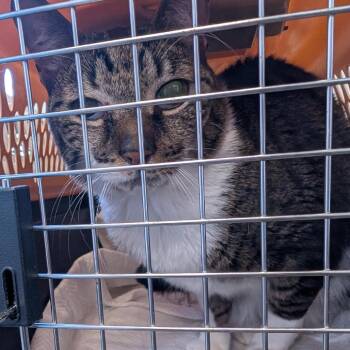 Monty -  Domestic Short Hair Cat for Adoption in Clearwater, Florida - Monty | PetCurious