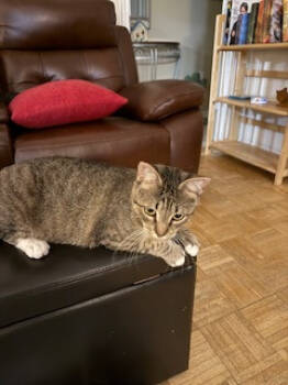 Rescue Domestic Short Hair Cats for Adoption in Magnolia, Texas - Jake | PetCurious