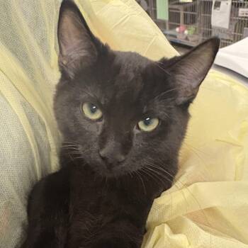 Domestic Short Hair Cats Available for Adoption in Salt Lake City, Utah - Theodore | PetCurious
