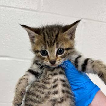 SVAS-Stray-38786 -  Domestic Short Hair Cat for Adoption in Lyndhurst, Virginia - SVAS-Stray-38786 | PetCurious