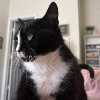 Tweety -  Domestic Short Hair Cat for Adoption in Harrisonburg, Virginia - Tweety | PetCurious