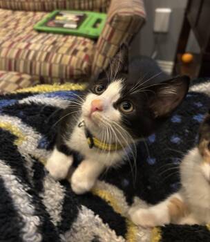 Jordan -  Tuxedo Cat for Adoption in Macomb, Michigan - Jordan | PetCurious