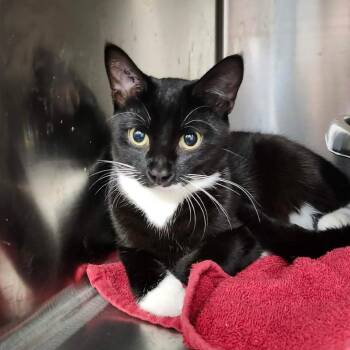 Domestic Short Hair Cats Available for Adoption in Abbotsford, British Columbia - Sweeney | PetCurious