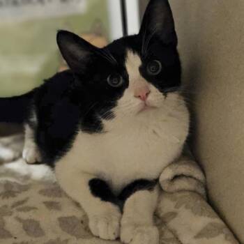 Farrah -  Domestic Short Hair Cat for Adoption in Oakland, California - Farrah | PetCurious