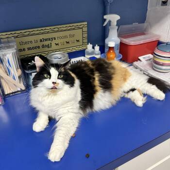 Pepe -  Domestic Short Hair Cat for Adoption in Reisterstown, Maryland - Pepe | PetCurious