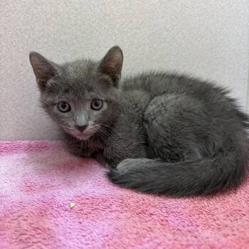 Guillermo -  Domestic Short Hair Cat for Adoption in Pittsburgh, Pennsylvania - Guillermo | PetCurious