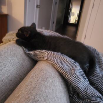 Gisele -  Domestic Short Hair Cat for Adoption in Sainte-angèle-de-monnoir, Quebec - Gisele | PetCurious