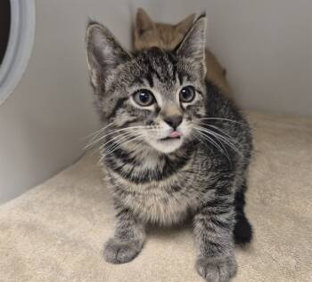 Rescue Domestic Short Hair Cats for Adoption in Decatur, Illinois - BUCKET OF BEANS | PetCurious