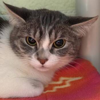 Domestic Short Hair Cats Available for Adoption - Alice | PetCurious