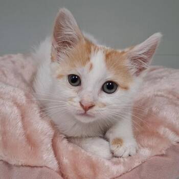 Dale -  Domestic Short Hair Cat for Adoption in New York, New York - Dale | PetCurious