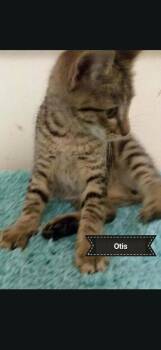 Otis -  Domestic Short Hair Cat for Adoption in Shrewsbury, Massachusetts - Otis | PetCurious