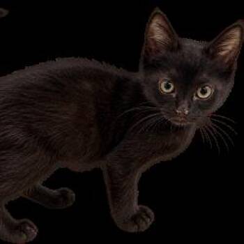 Kamaji -  Domestic Short Hair Cat for Adoption in West Palm Beach, Florida - Kamaji | PetCurious