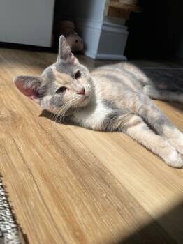 Blythe26 -  Domestic Short Hair Cat for Adoption in Youngsville, North Carolina - Blythe26 | PetCurious