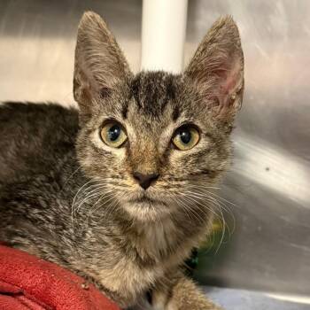 Kenzo -  Domestic Short Hair Cat for Adoption in West Palm Beach, Florida - Kenzo | PetCurious
