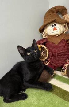 Twig -  Domestic Short Hair Cat for Adoption in Picayune, Mississippi - Twig | PetCurious