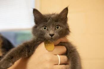 Domestic Long Hair and Russian Blue Cats Available for Adoption in Mountain Home, Arkansas - Sebastion | PetCurious